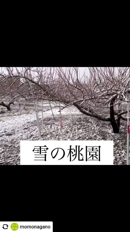 20年以上使用している木らく棒®