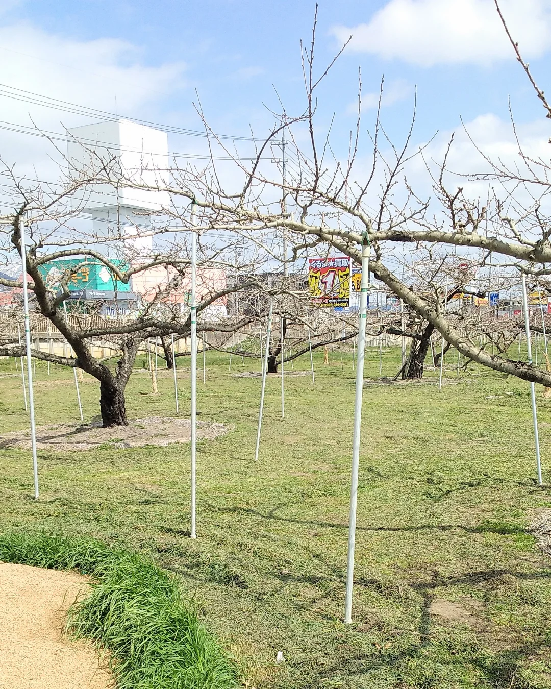 長野市篠ノ井地区の桃畑で使われる木らく棒®