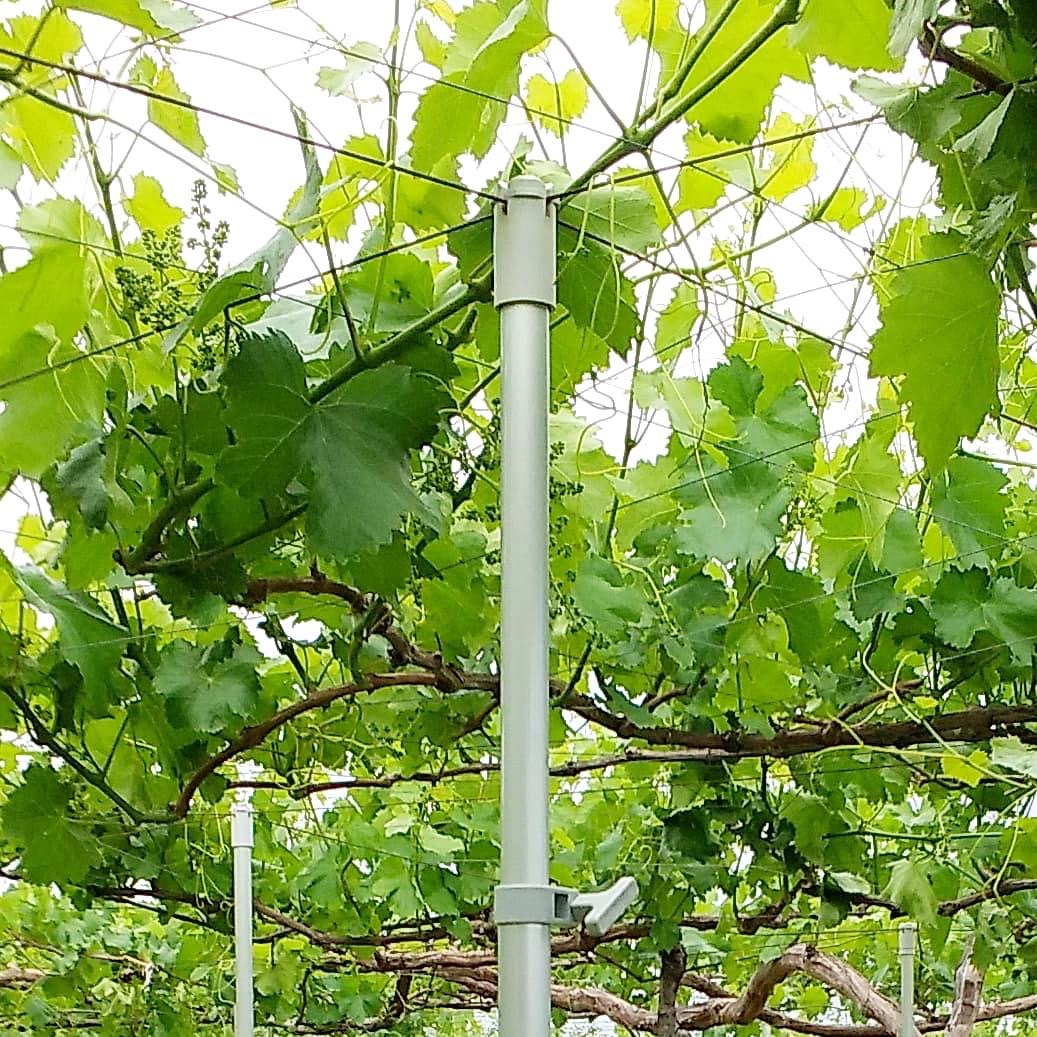 ぶどう棚の番線で使う木らく棒®